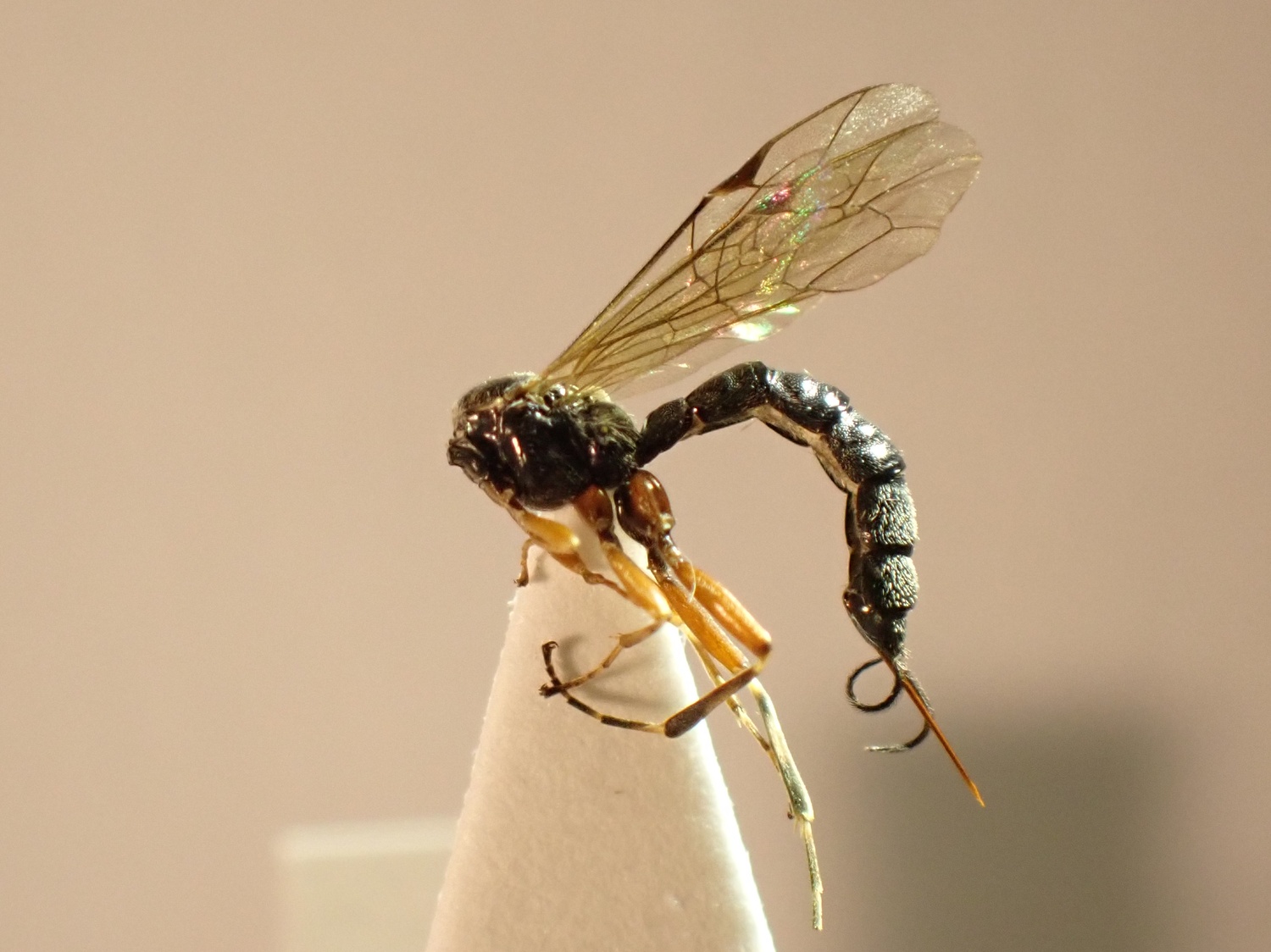 Tromatobia ovivora