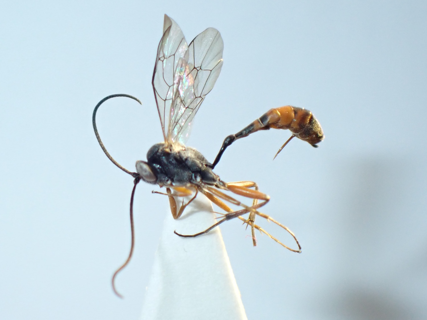 Casinaria scabra
