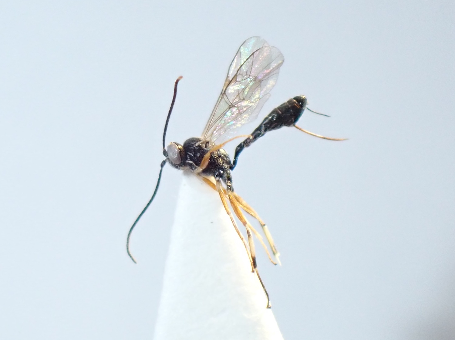 Diadegma nanus
