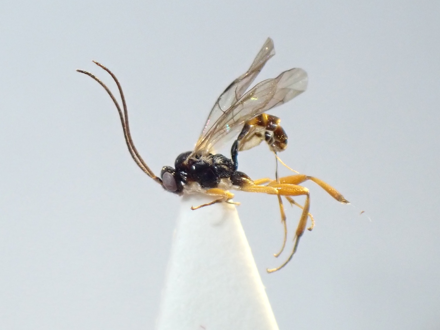 Gnathochorisis dentifer