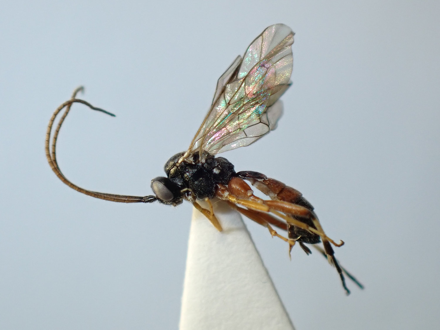 Campodorus dorsalis