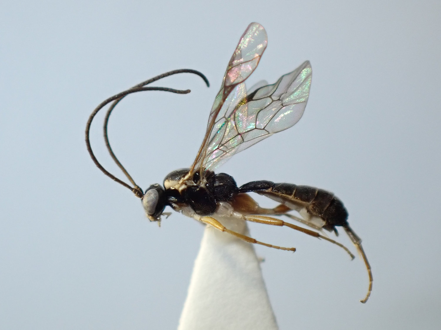 Anoncus sp.