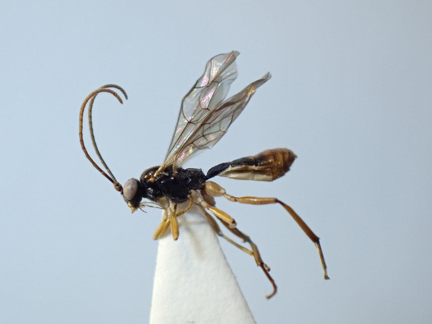 Hemiphanes sp.