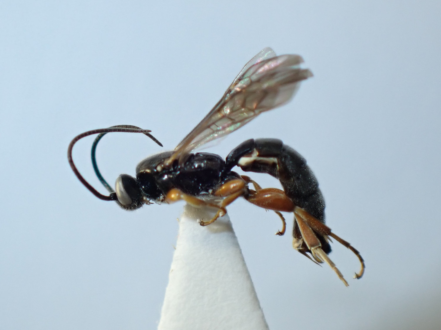 Exochus gravipes