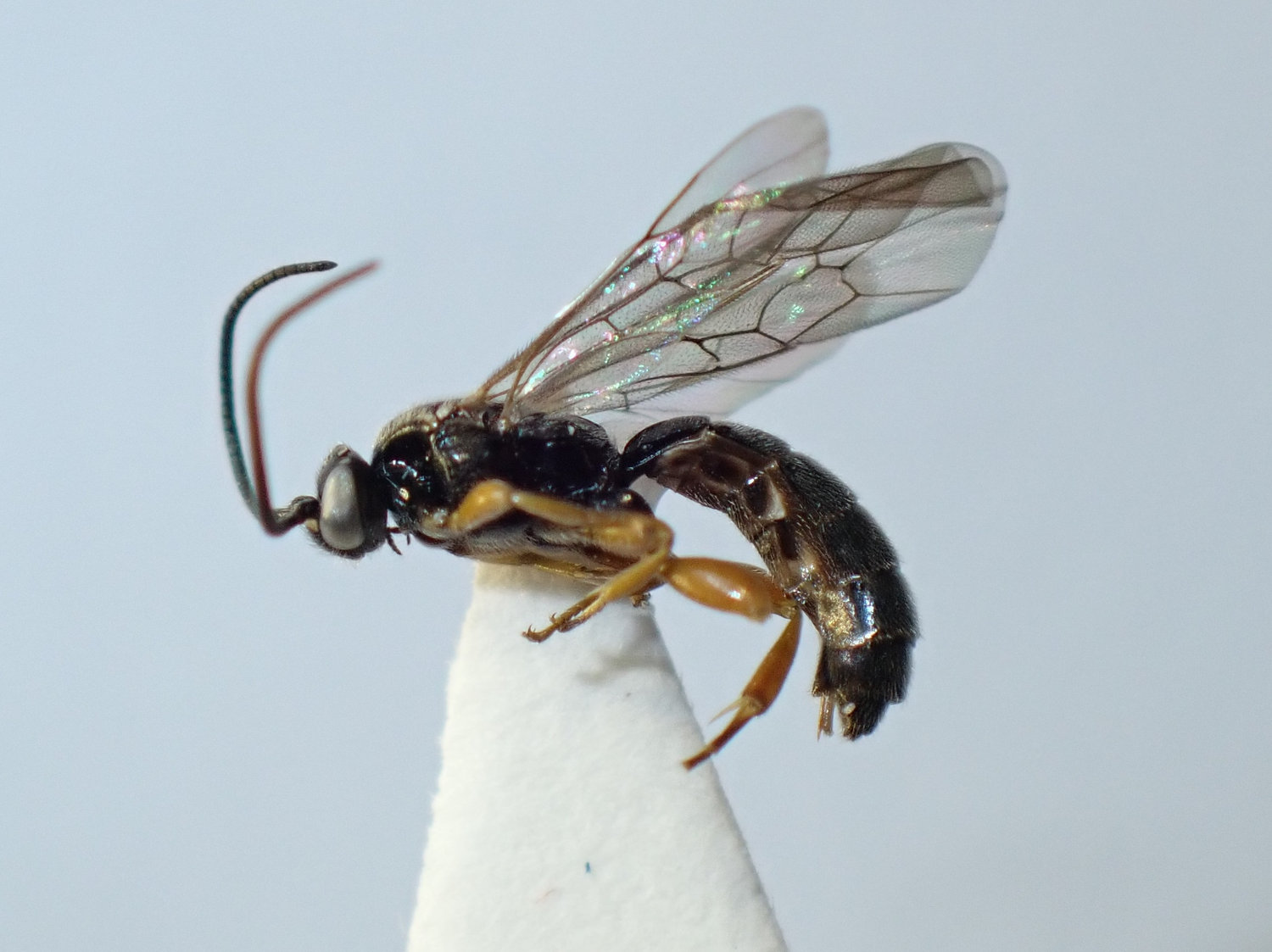 Exochus procerus