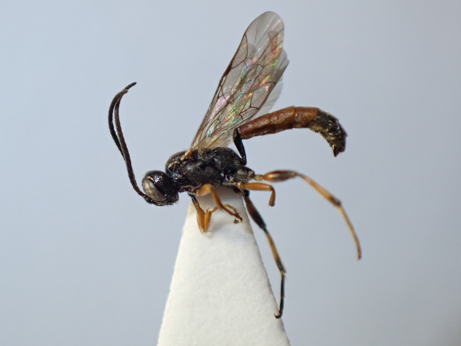 Centeterus rubiginosus