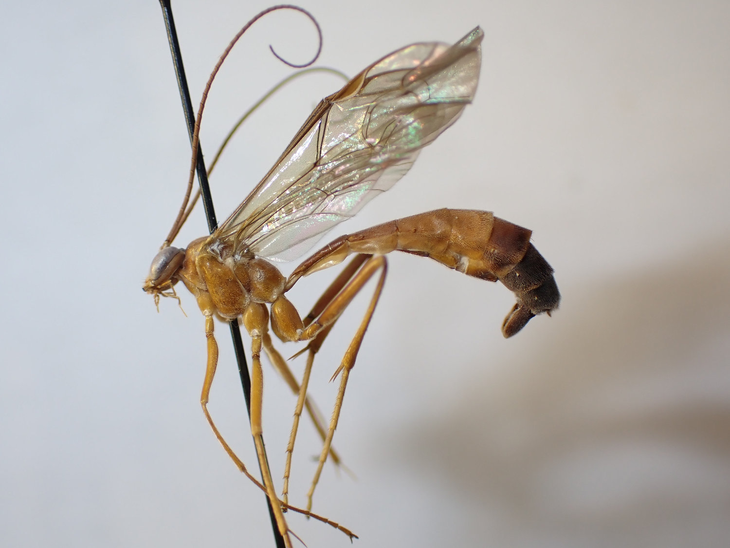 Netelia testacea