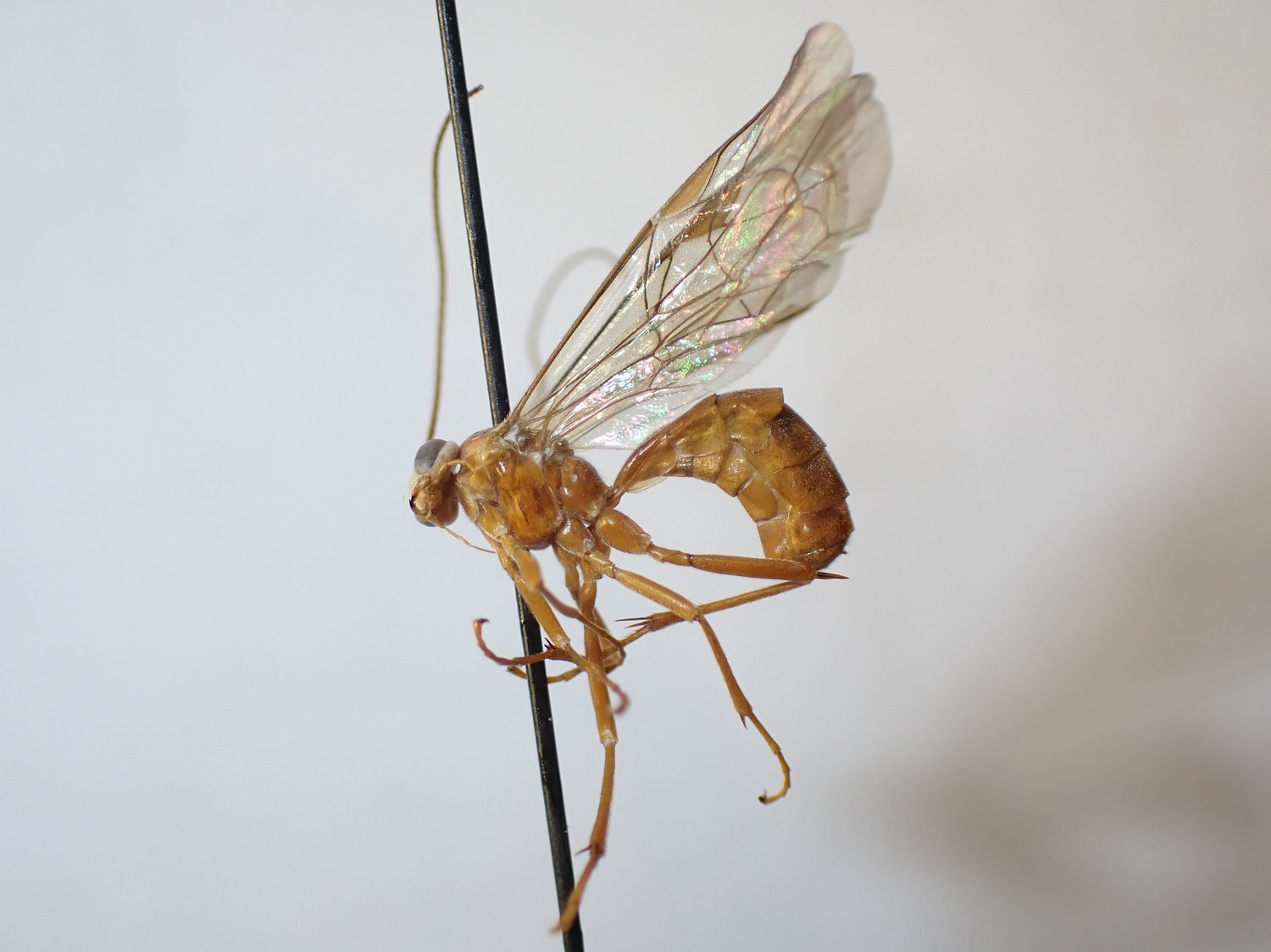 Netelia latungula