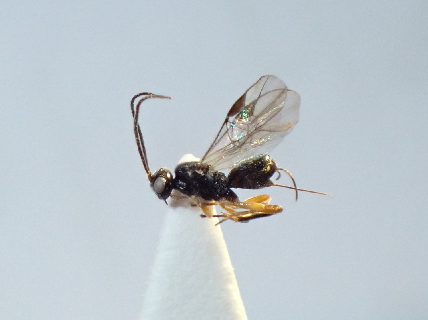 Eubazus sp.