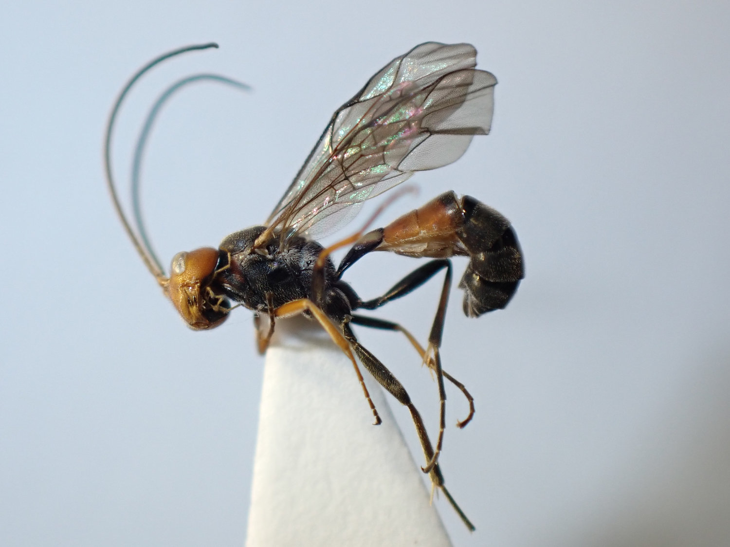 Lathrolestes erythrocephalus