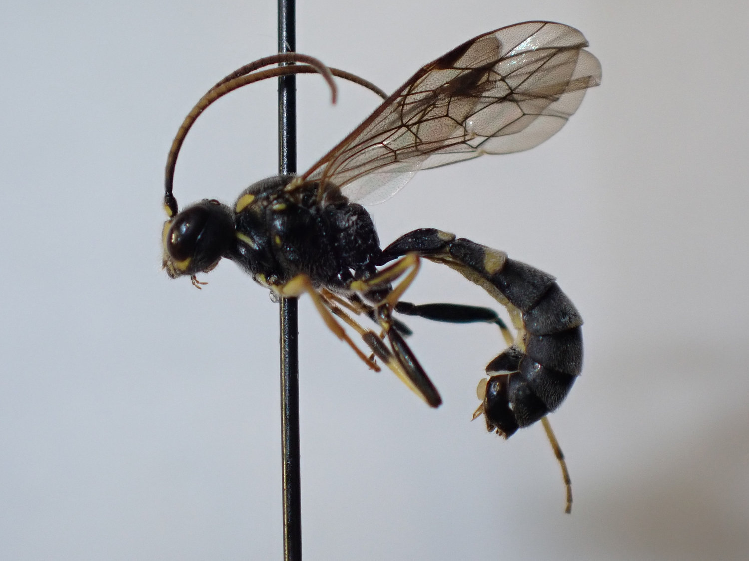 Exenterus amictorius