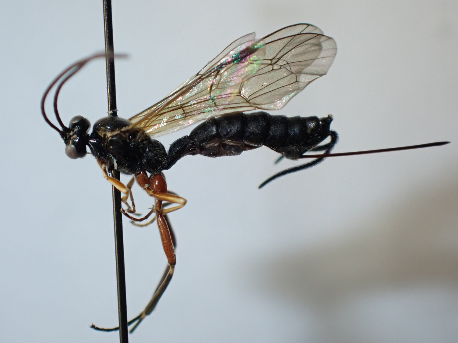 Delomerista novita