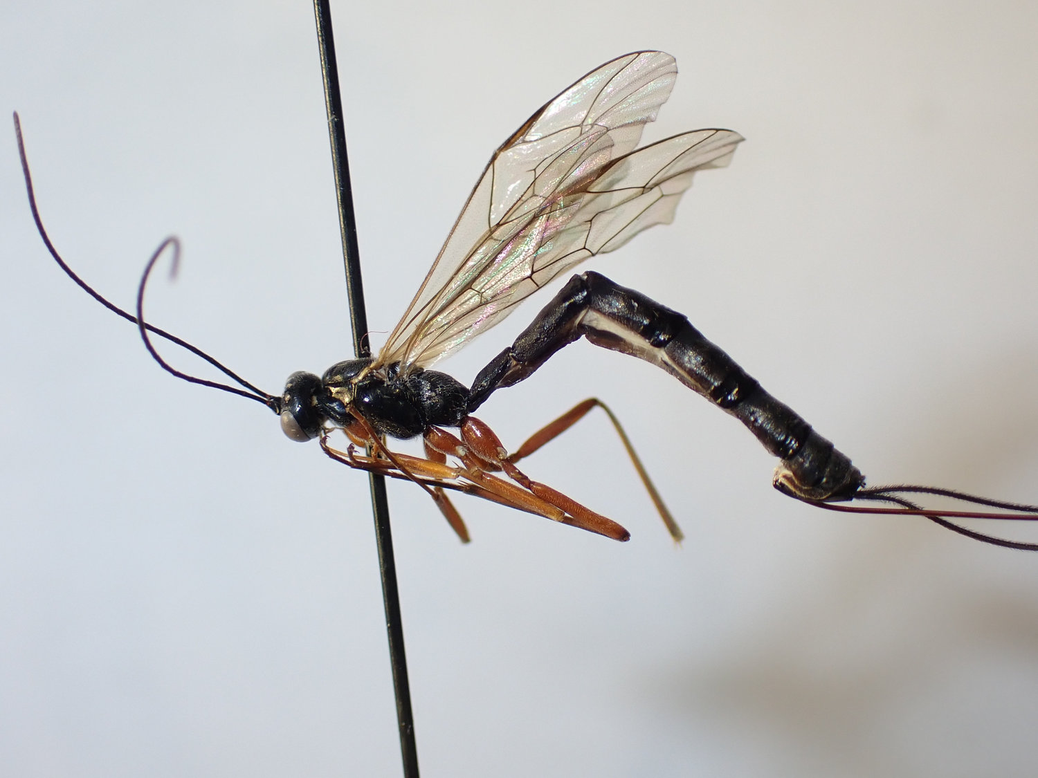 Townesia sp.