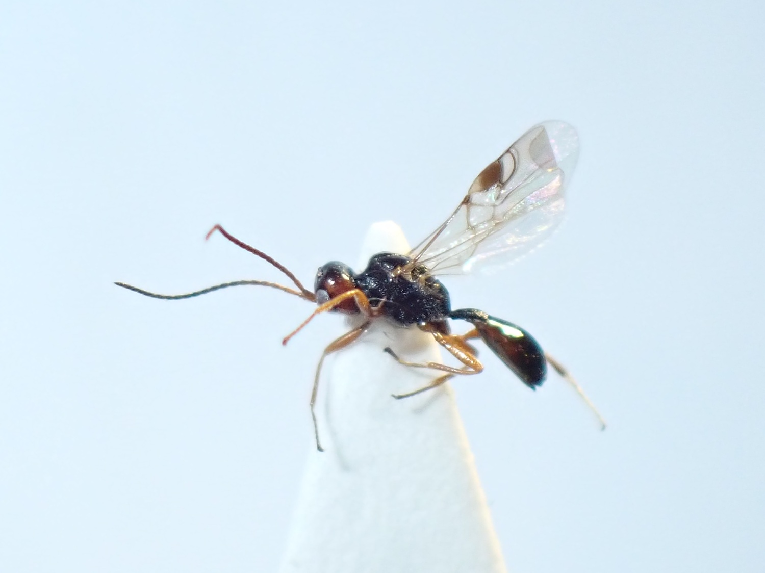Peristenus grandiceps