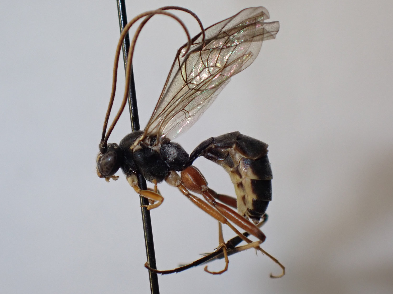 Lamachus coalitorius