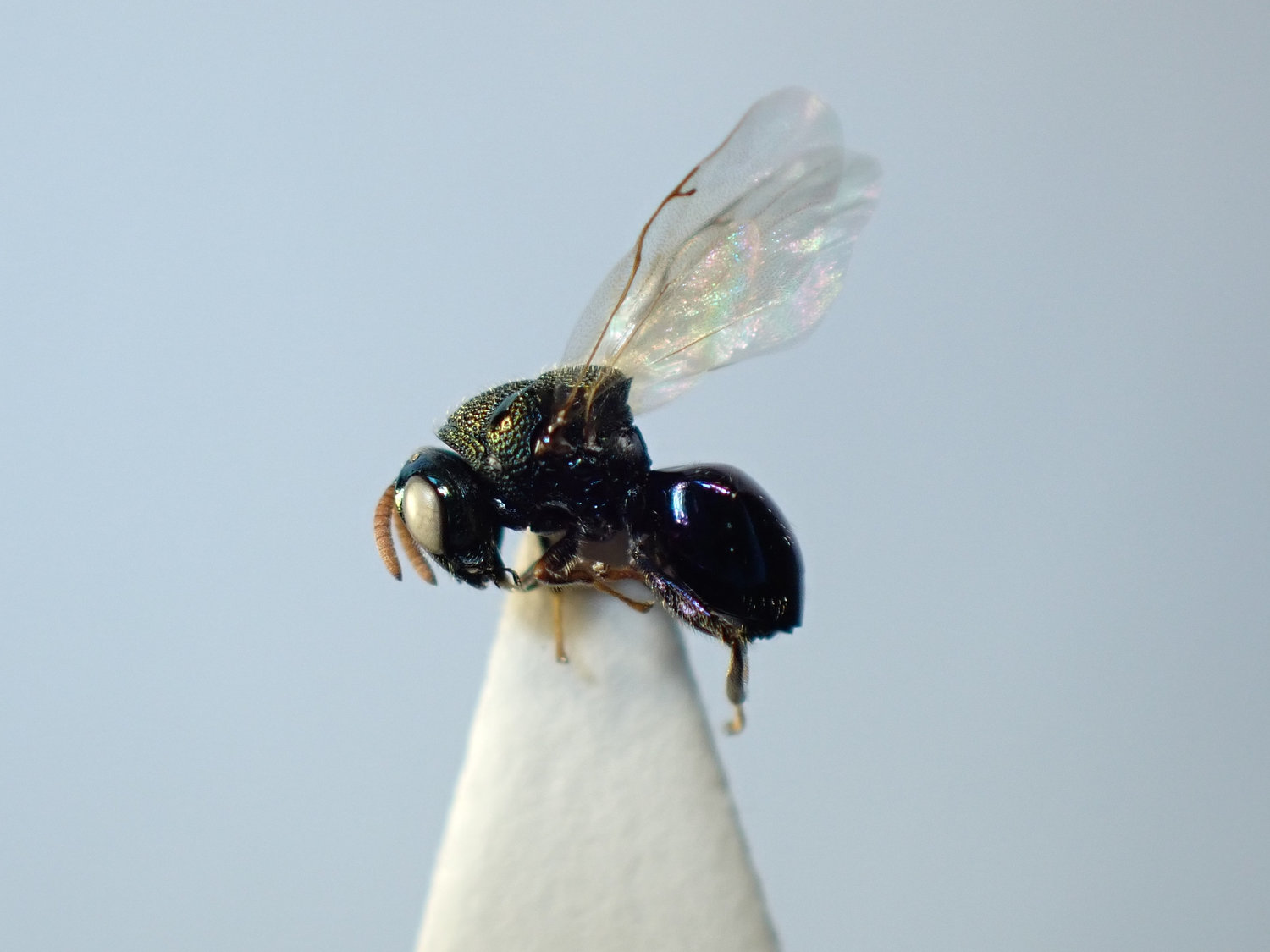 Perilampus ruficornis