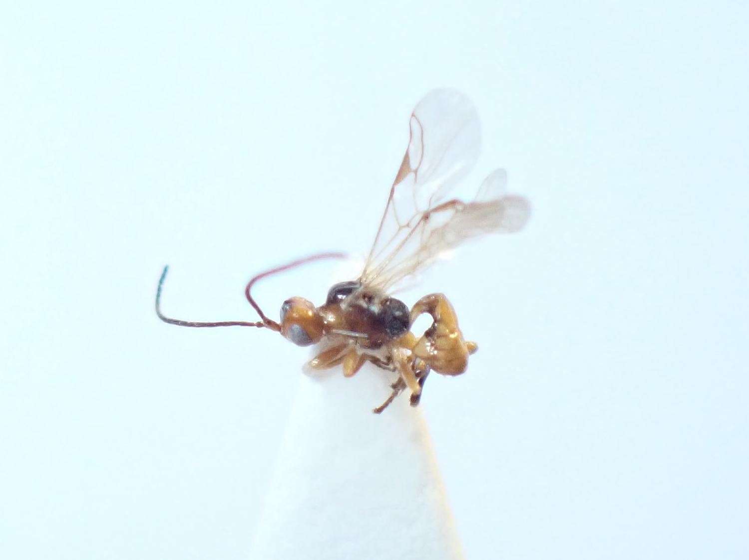 Perilitus sp.
