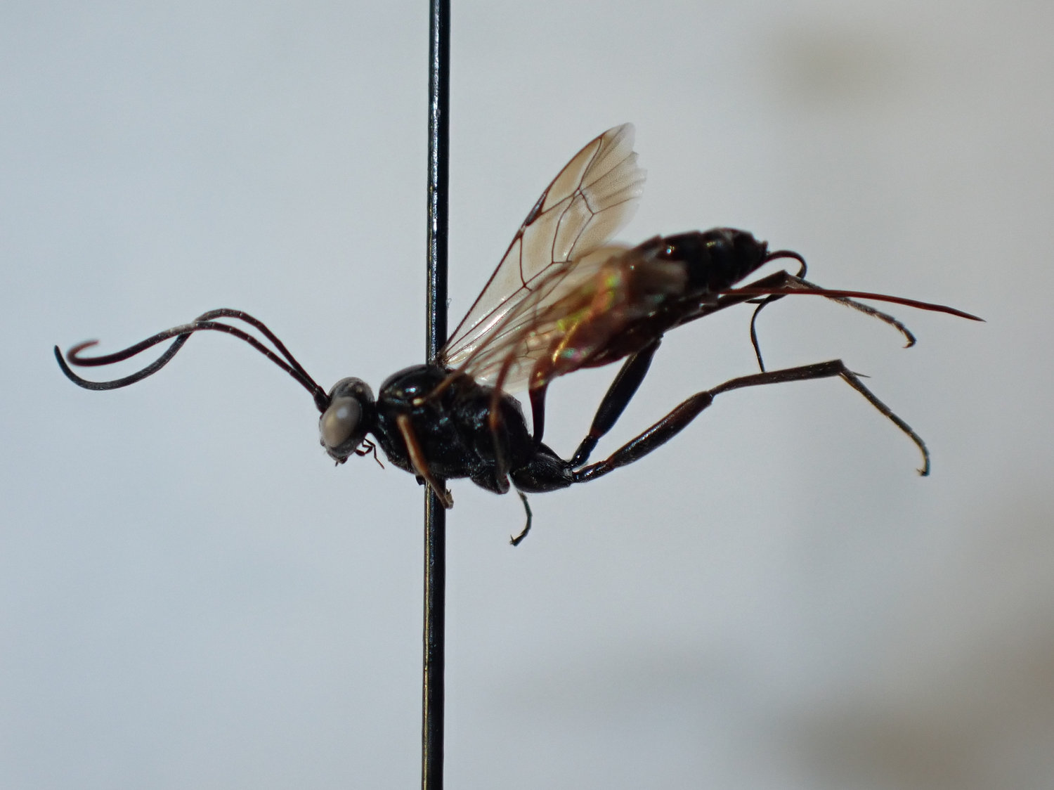 Mesostenus dentifer