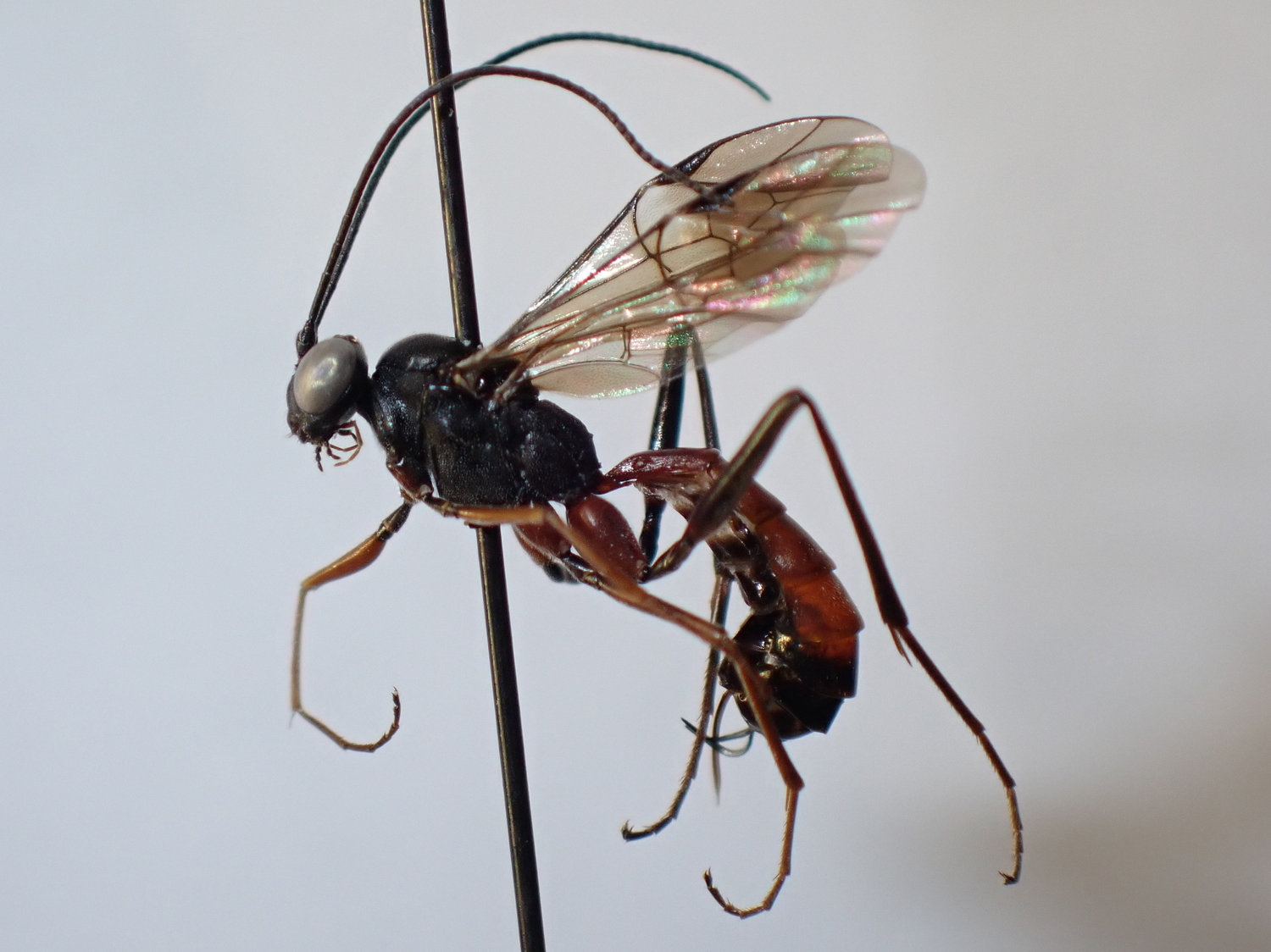 Cryptopimpla sp.