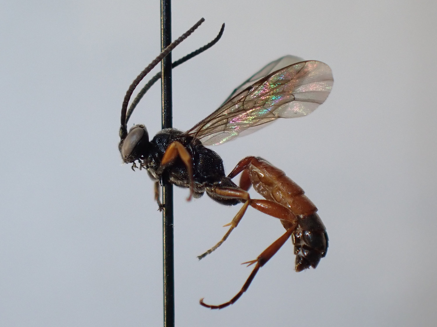 Stenobarichneumon basalis