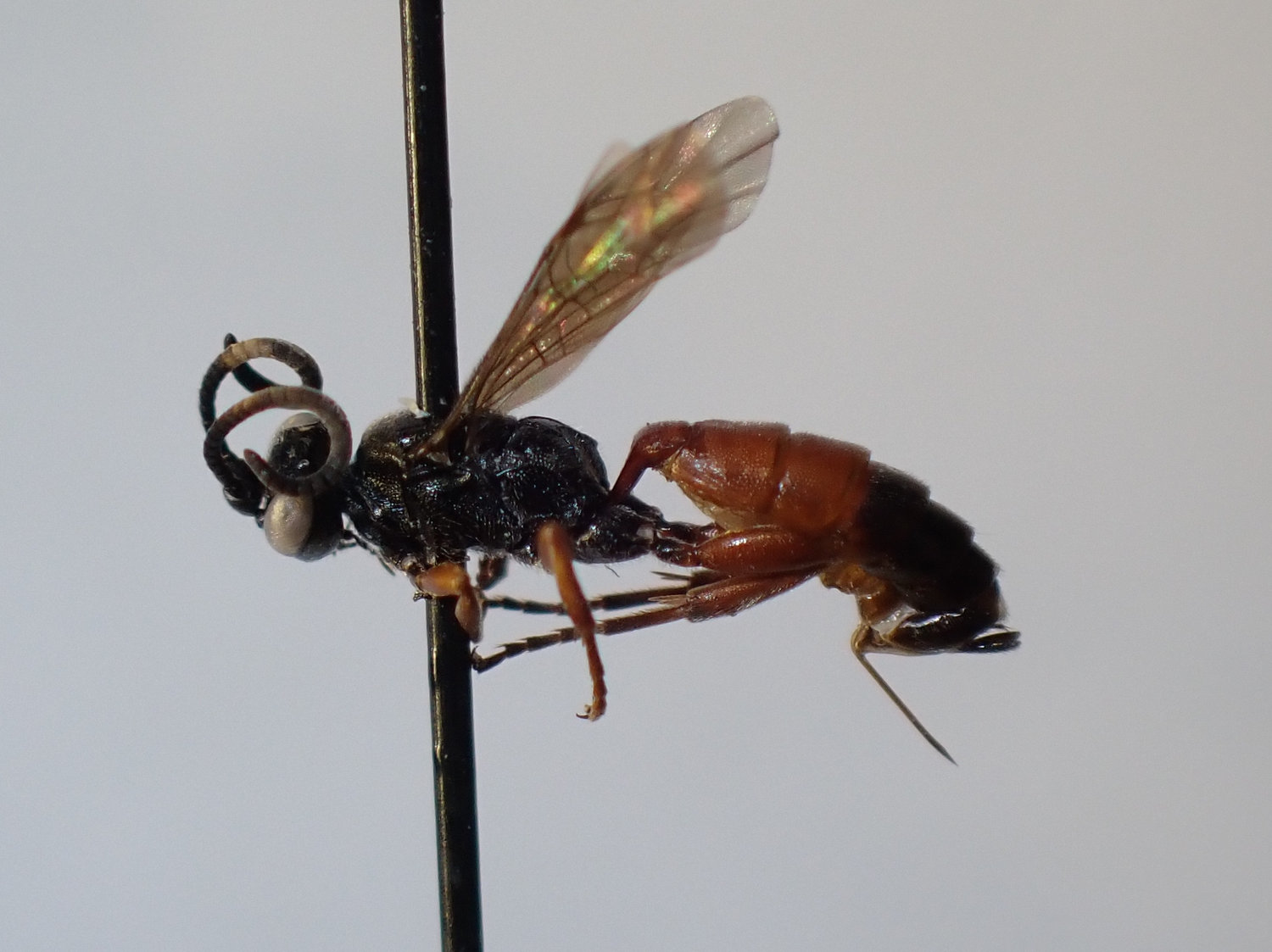 Stenobarichneumon basalis