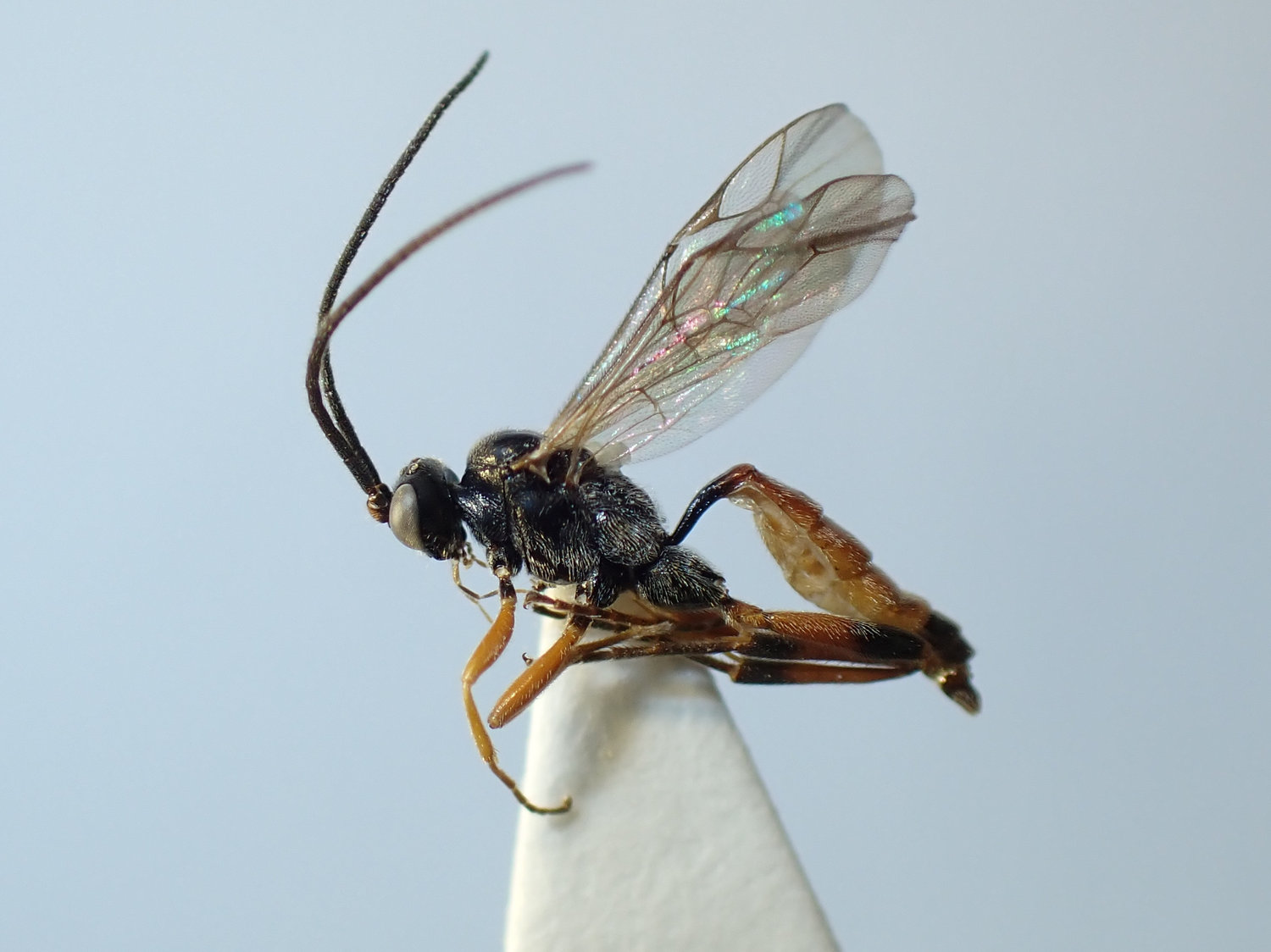 Aptesis nigrocincta