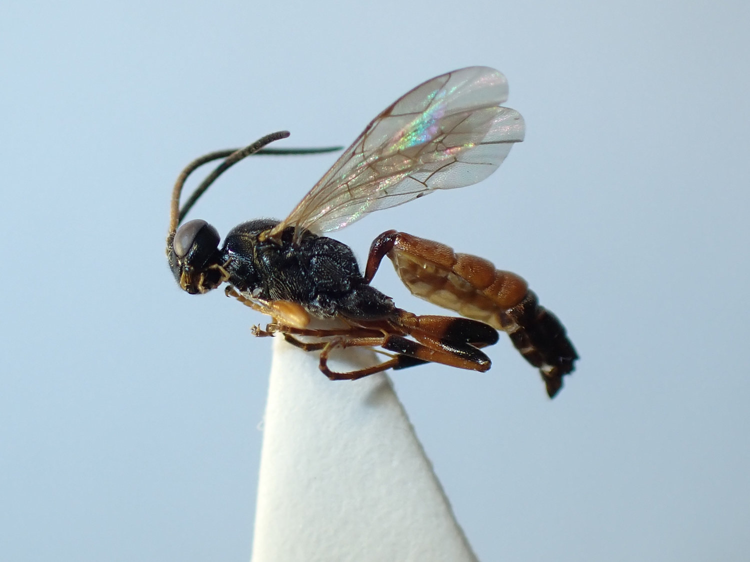 Ichneumon oblongus