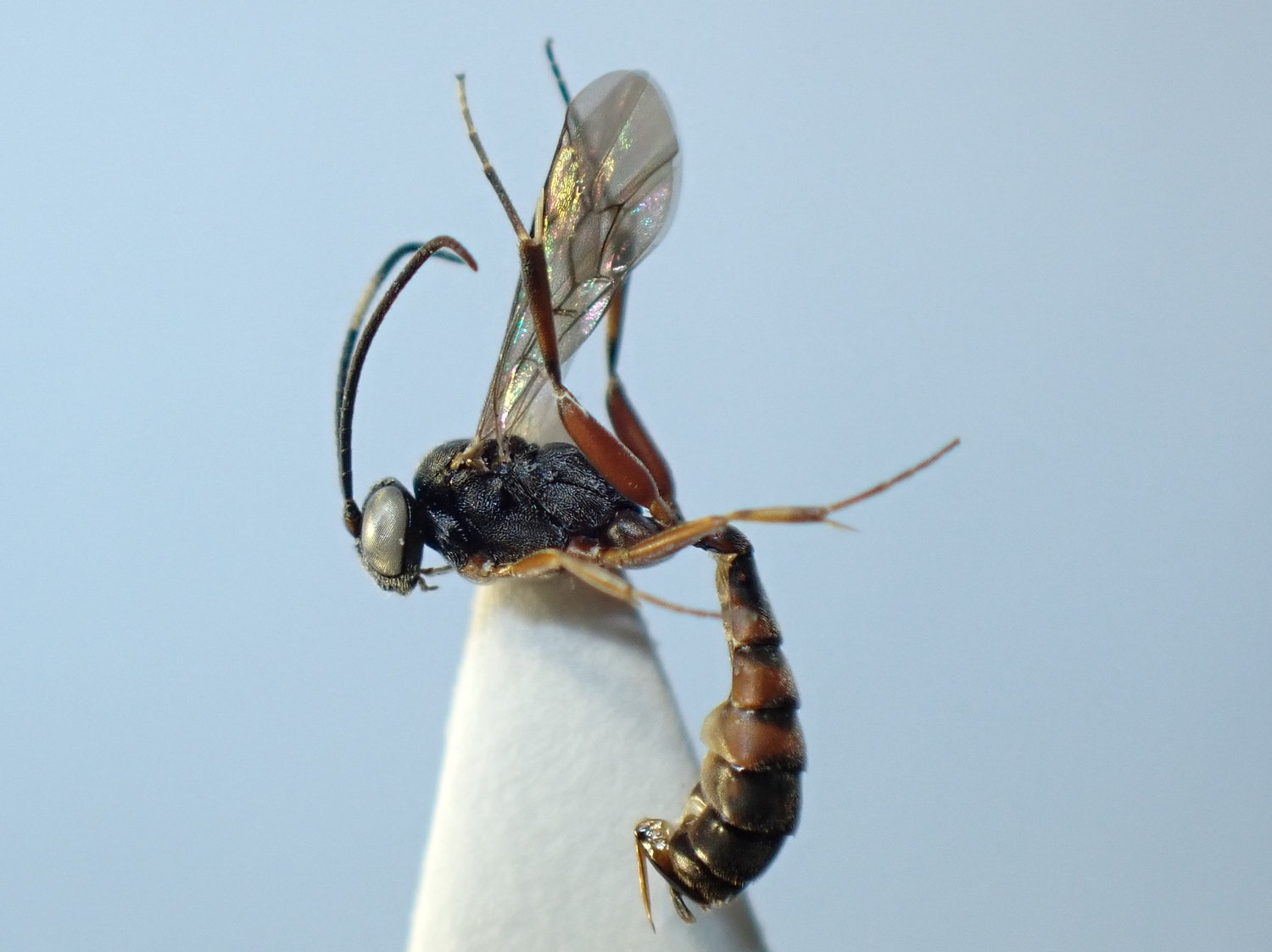 Casinaria affinis