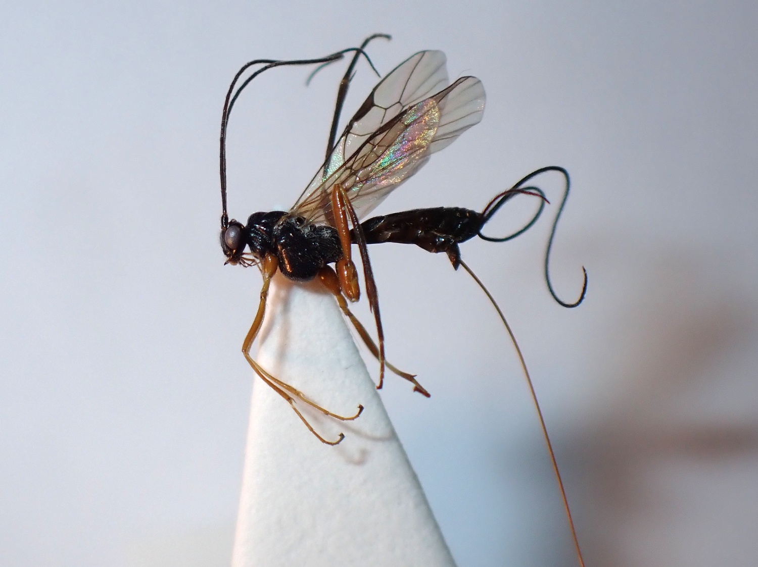 Macrocentrus marginator