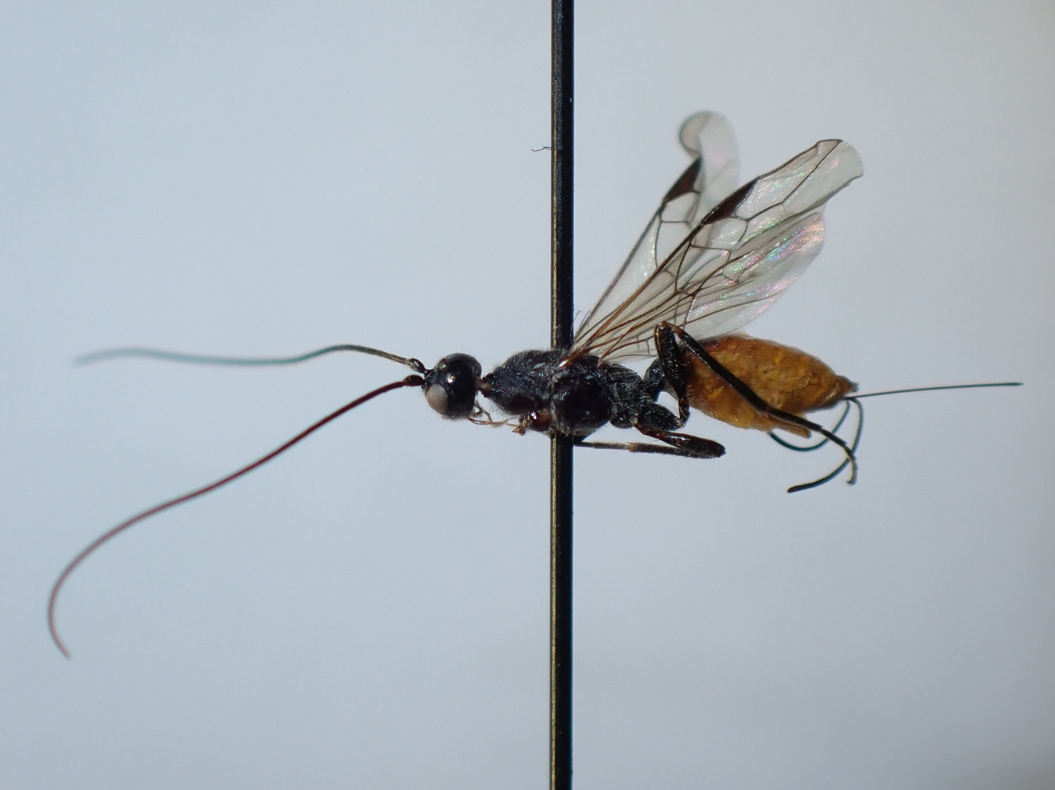 Doryctes heydenii