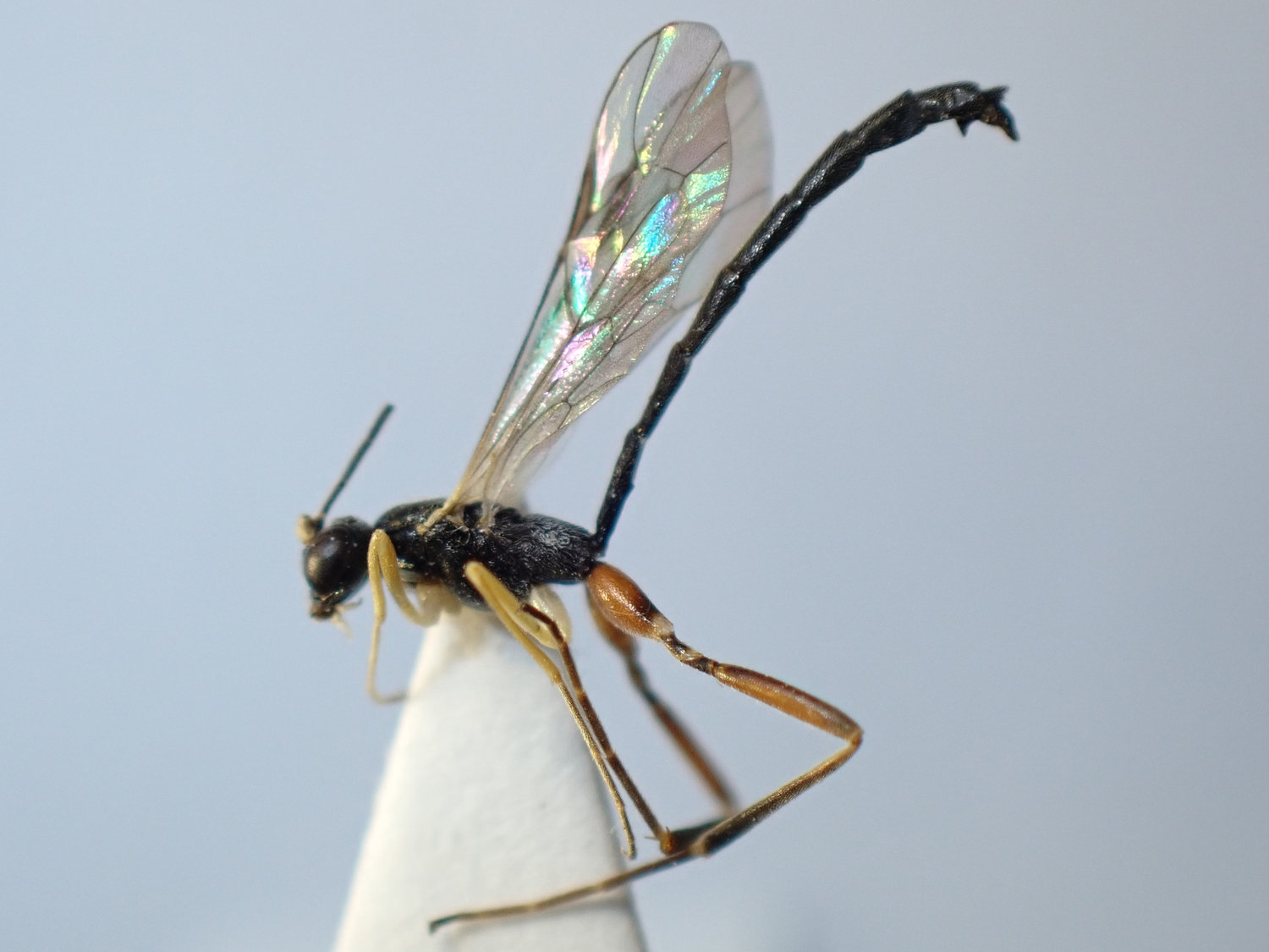 Poemenia hectica