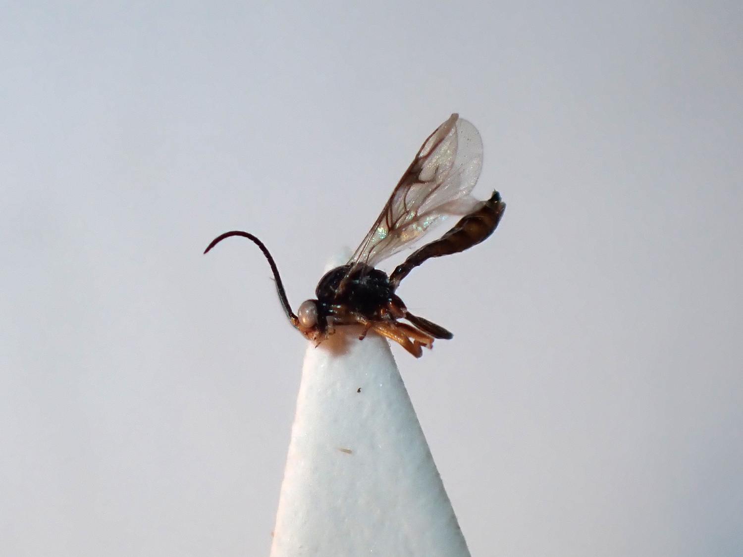 Pauesia sp.