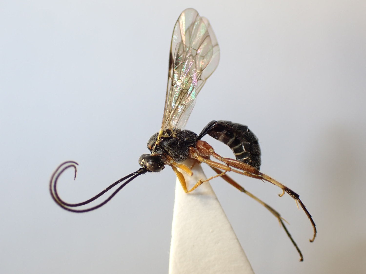 Mesoleius aulicus
