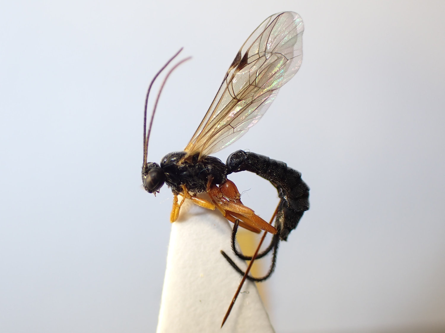 Scambus sp.