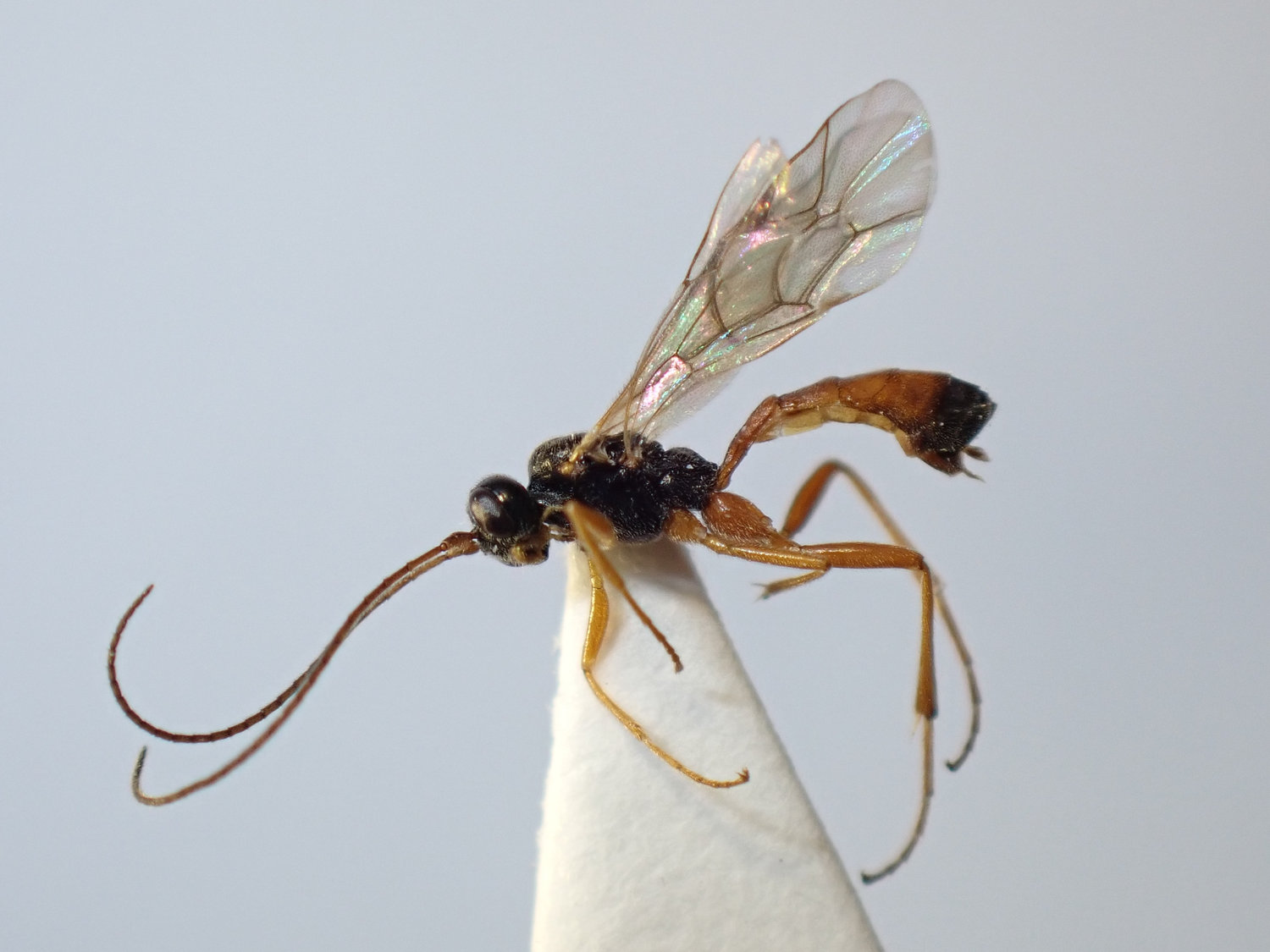 Phobetes sp.