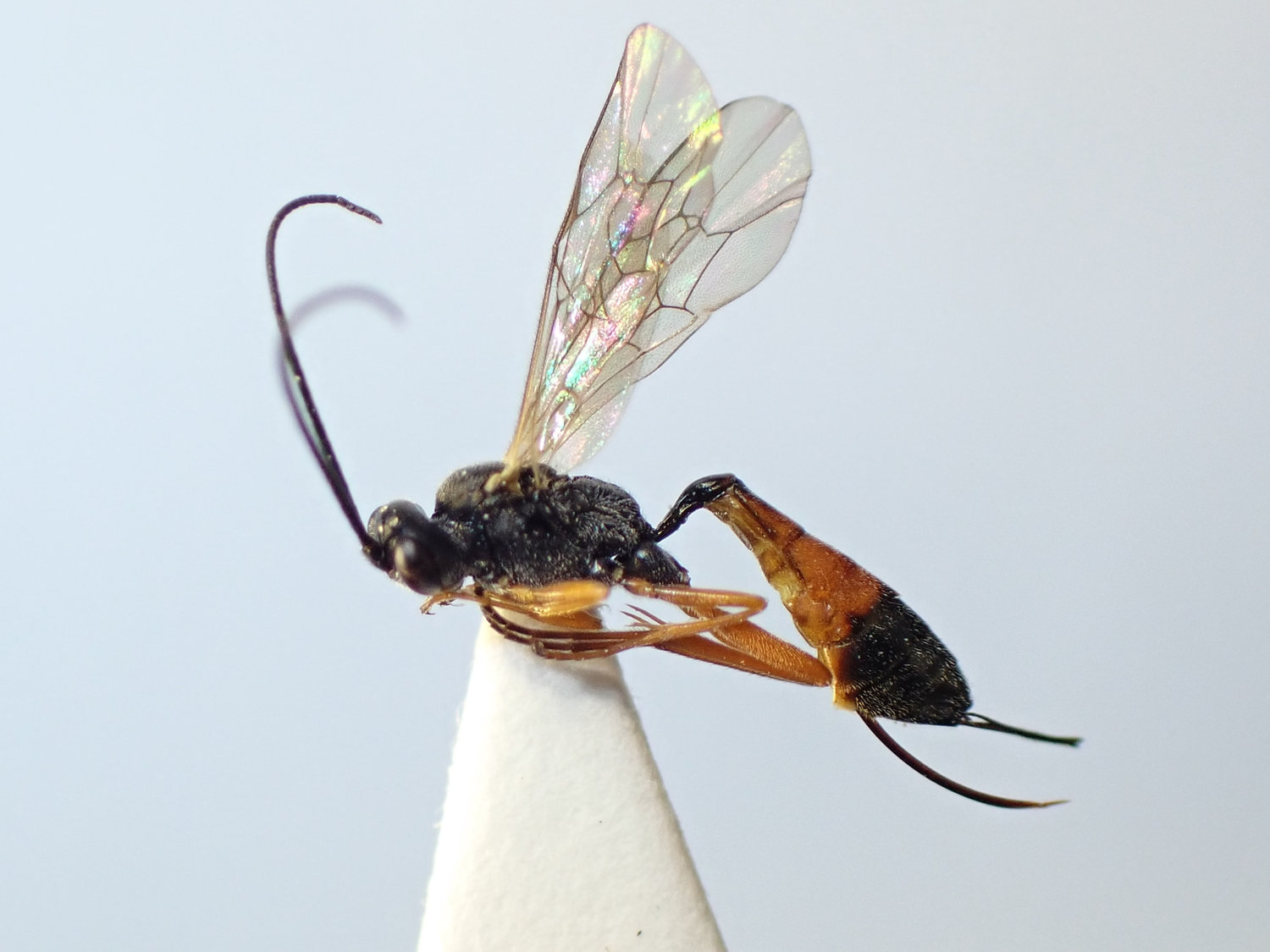 Diadegma crassicorne