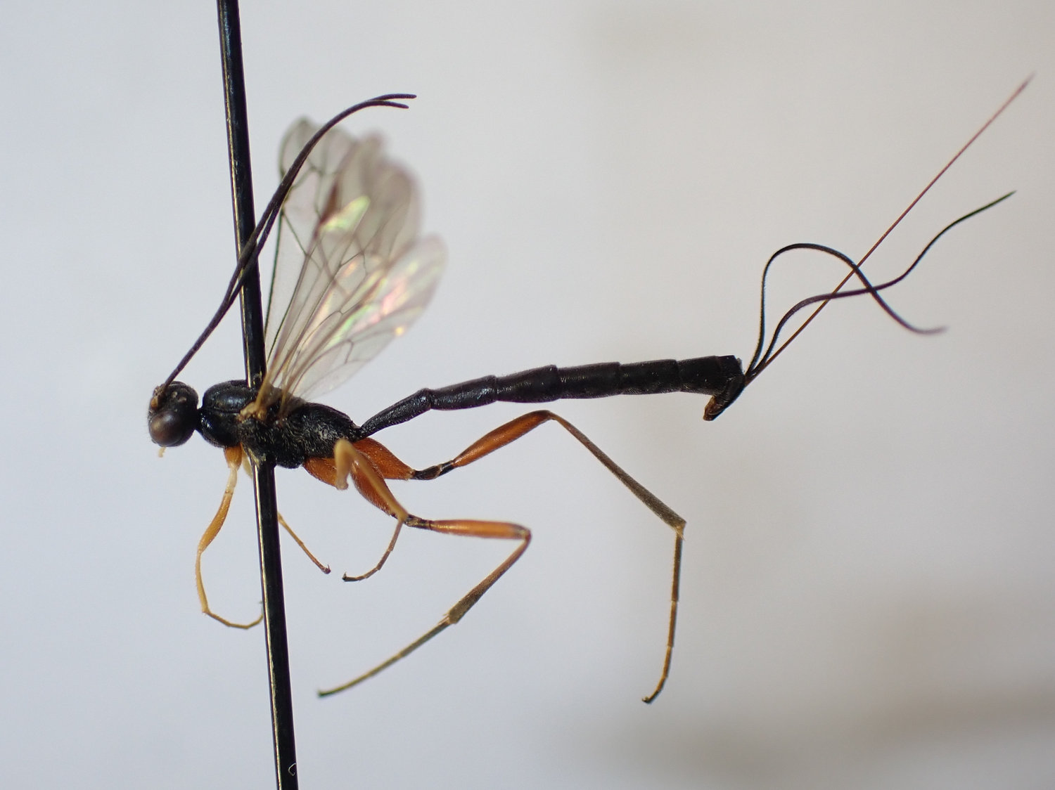 Poemenia hectica