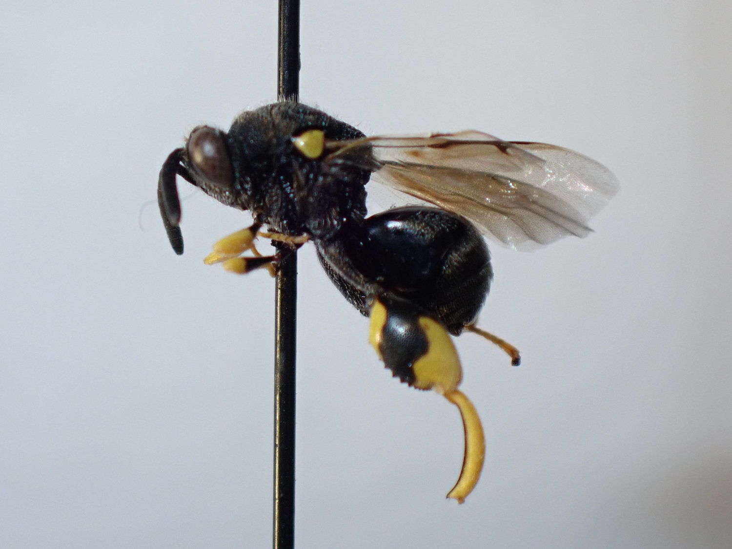Brachymeria sp.