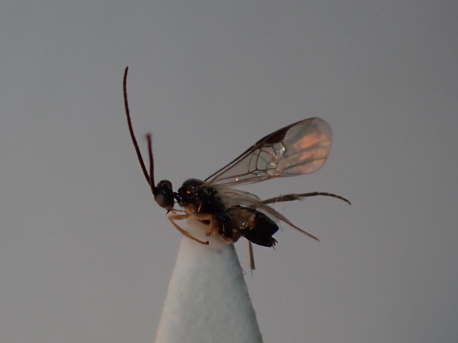 Glyptapanteles sp.