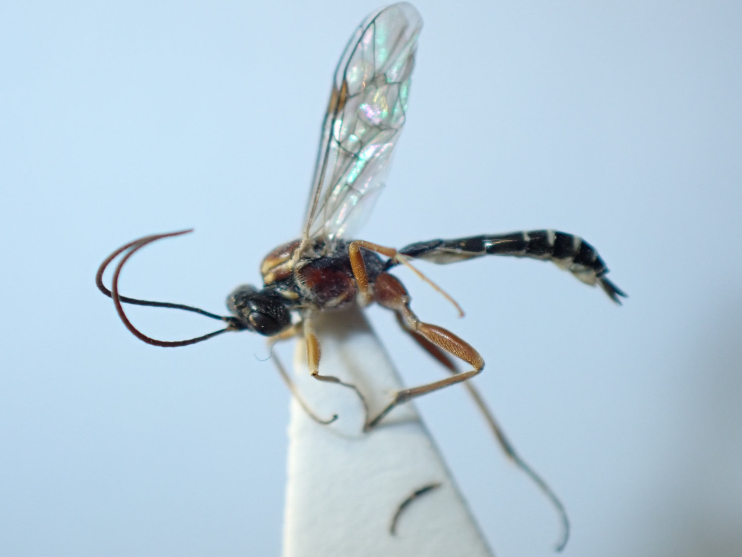 Astiphromma pictum