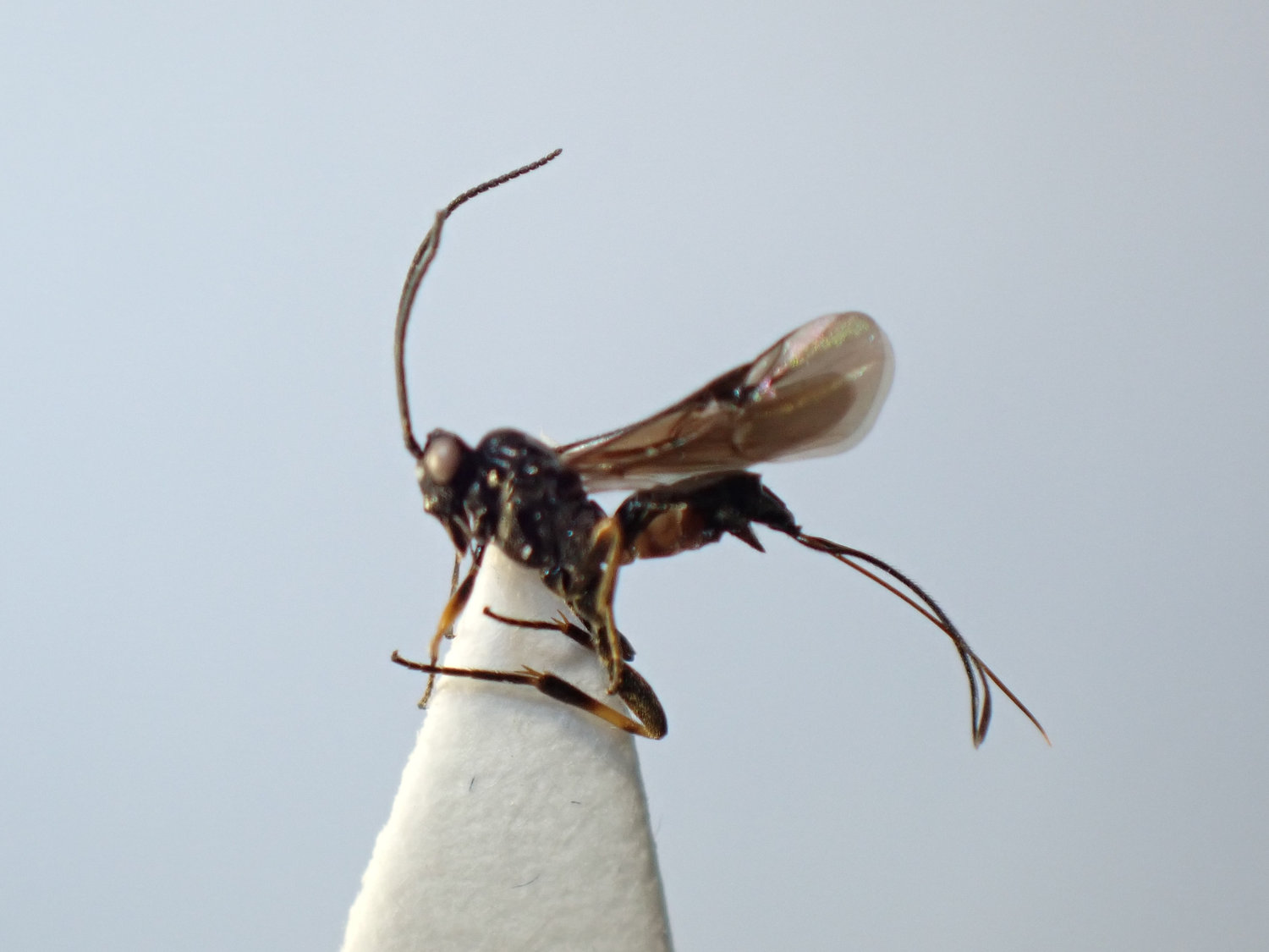 Agathis sp.