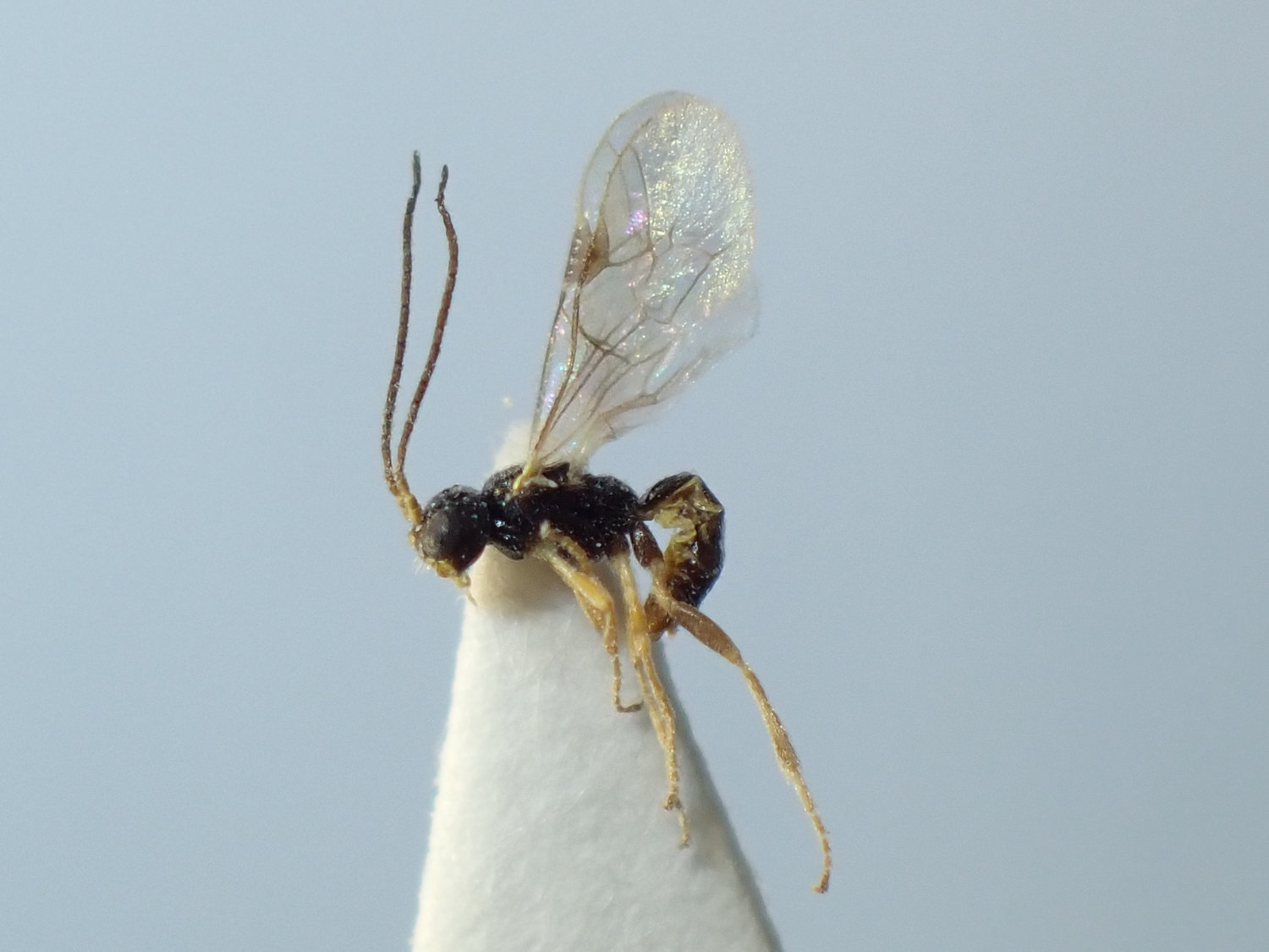 Idiogramma alysiina