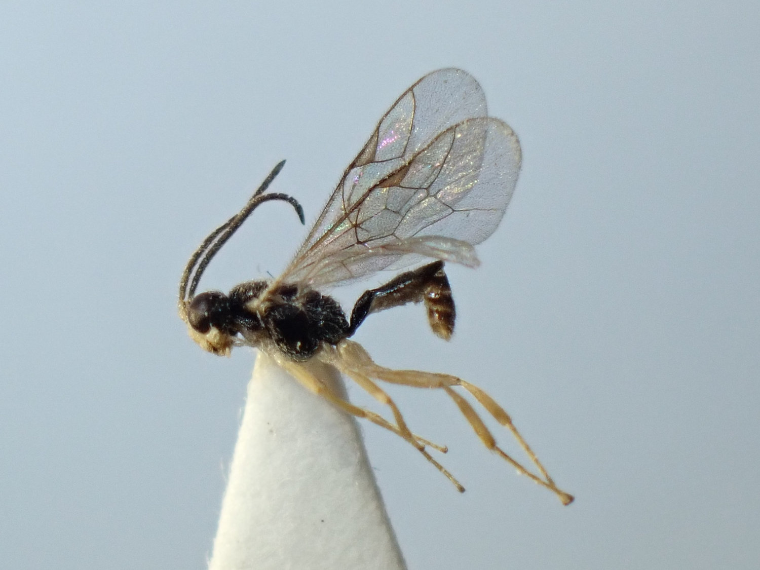 Adelognathus chrysopygus