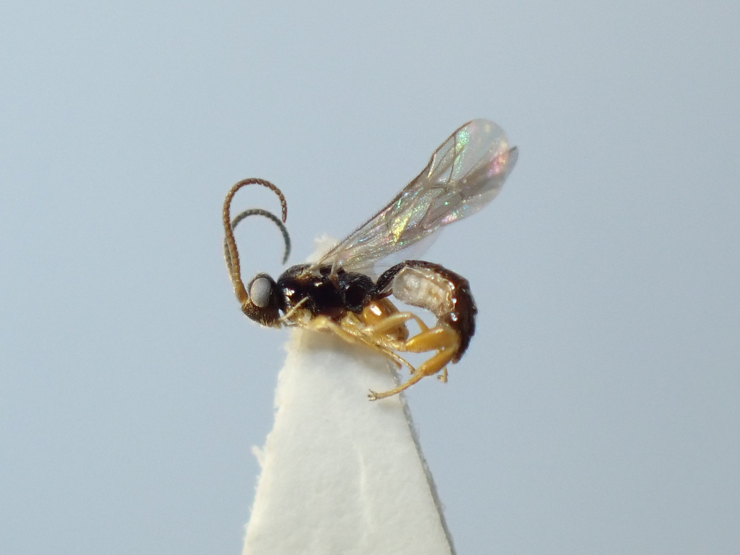 Orthocentrus asper