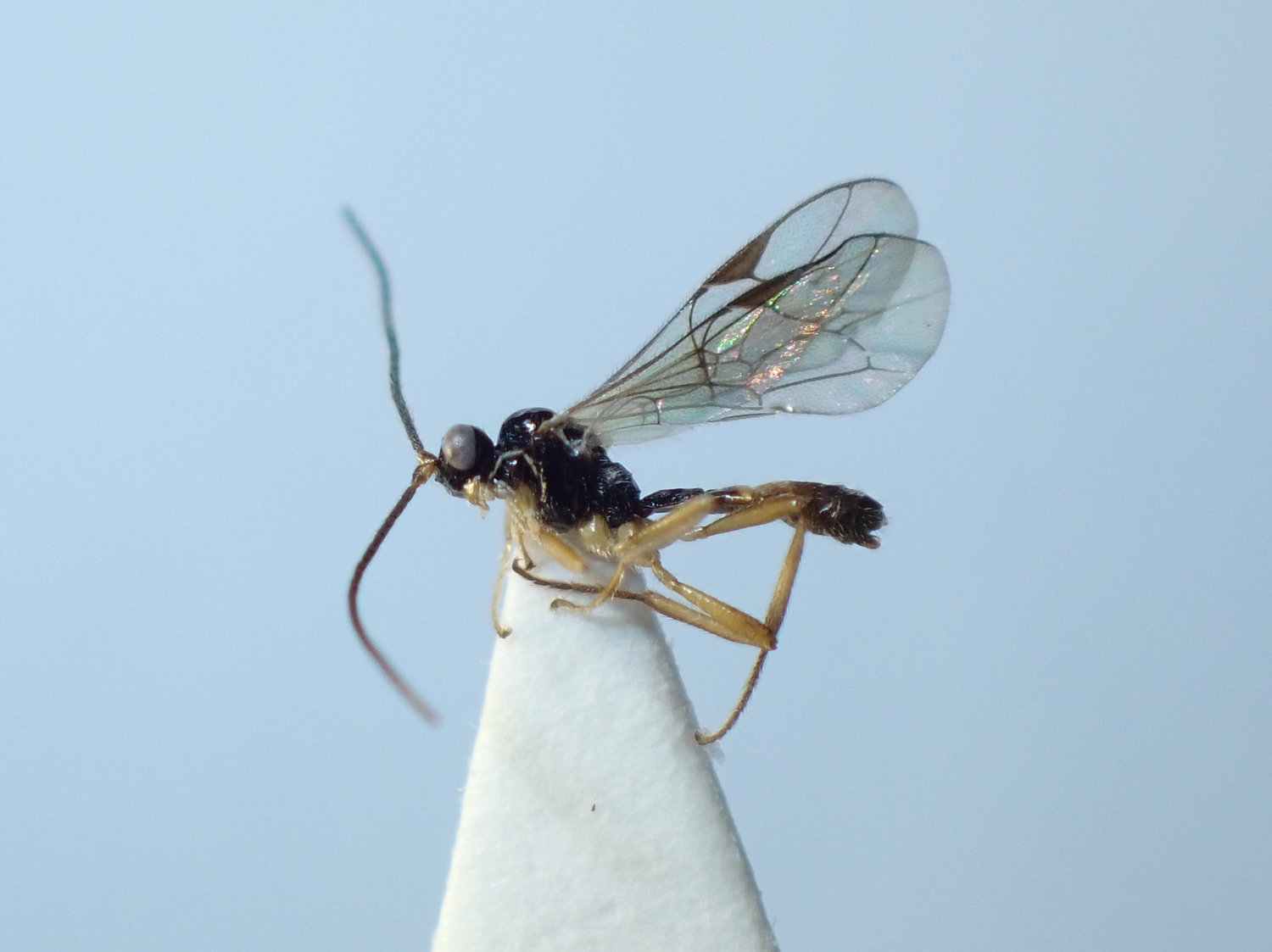 Pantisarthrus sp.