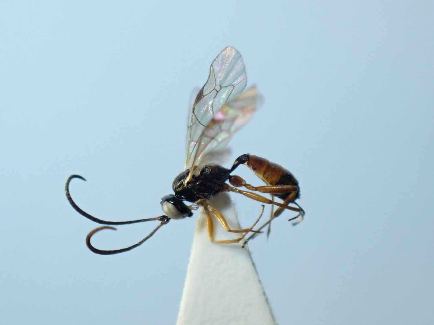 Acrolyta rufocincta