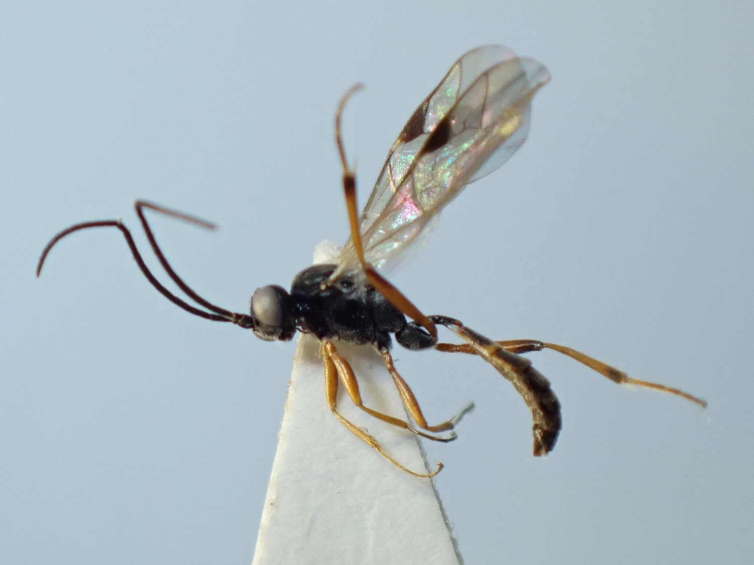 Thaumatogelis audax