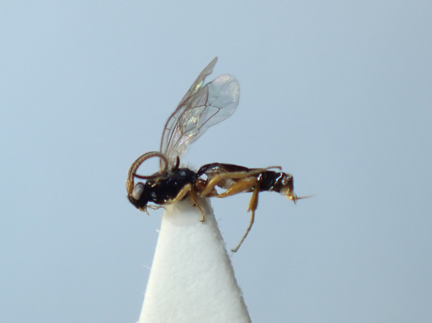 Stenomacrus sp.