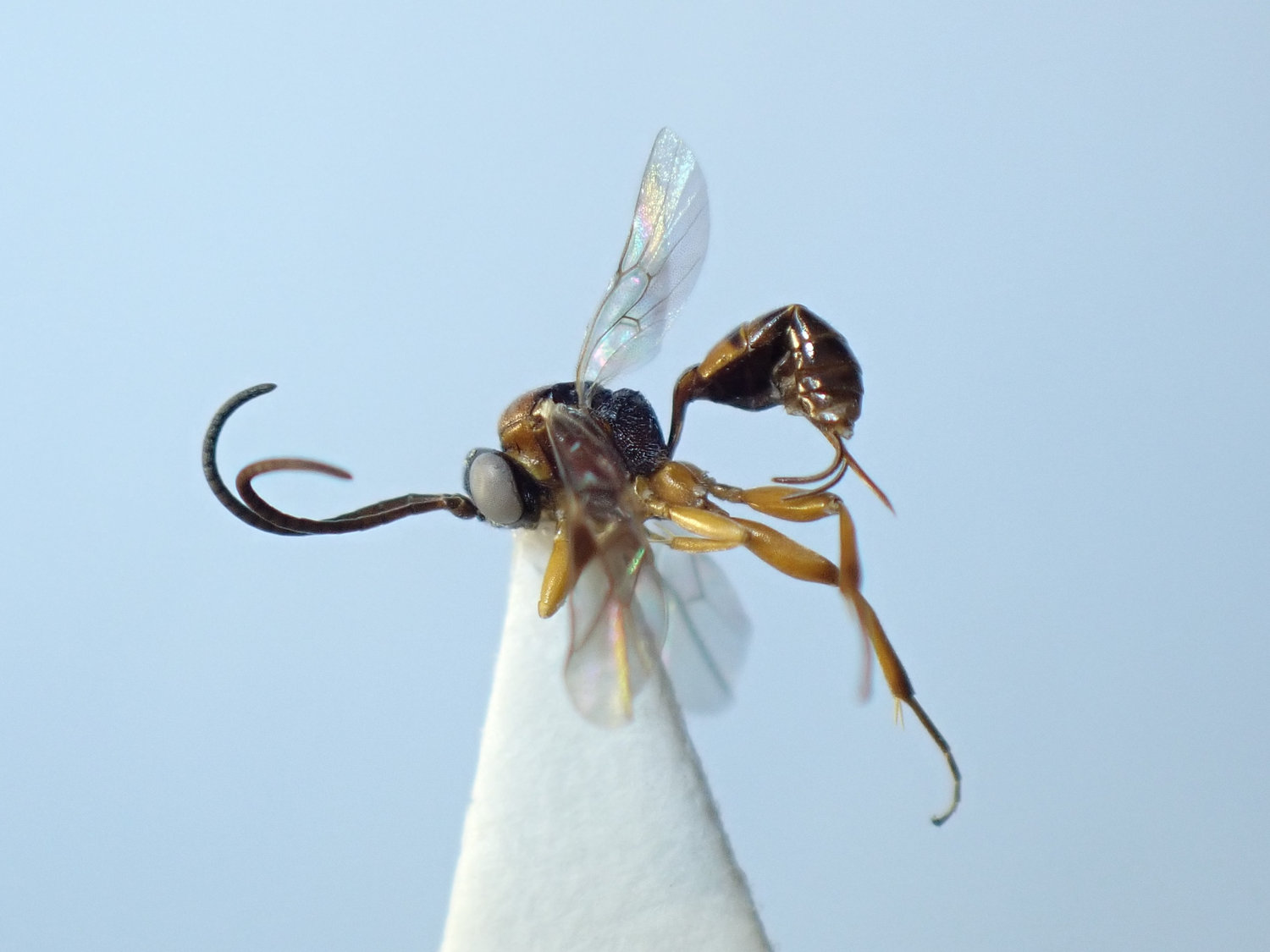 Dichrogaster aestivalis