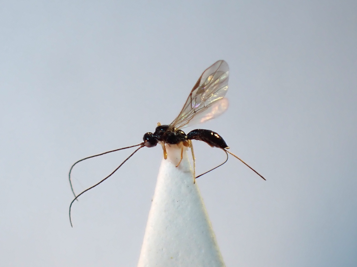 Heterospilus sp.